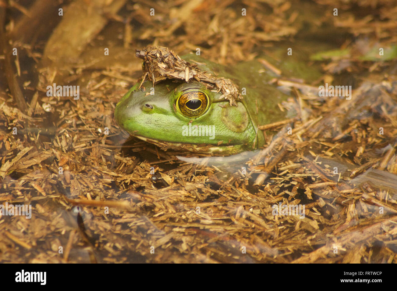 Bullfrog su un laghetto Foto Stock