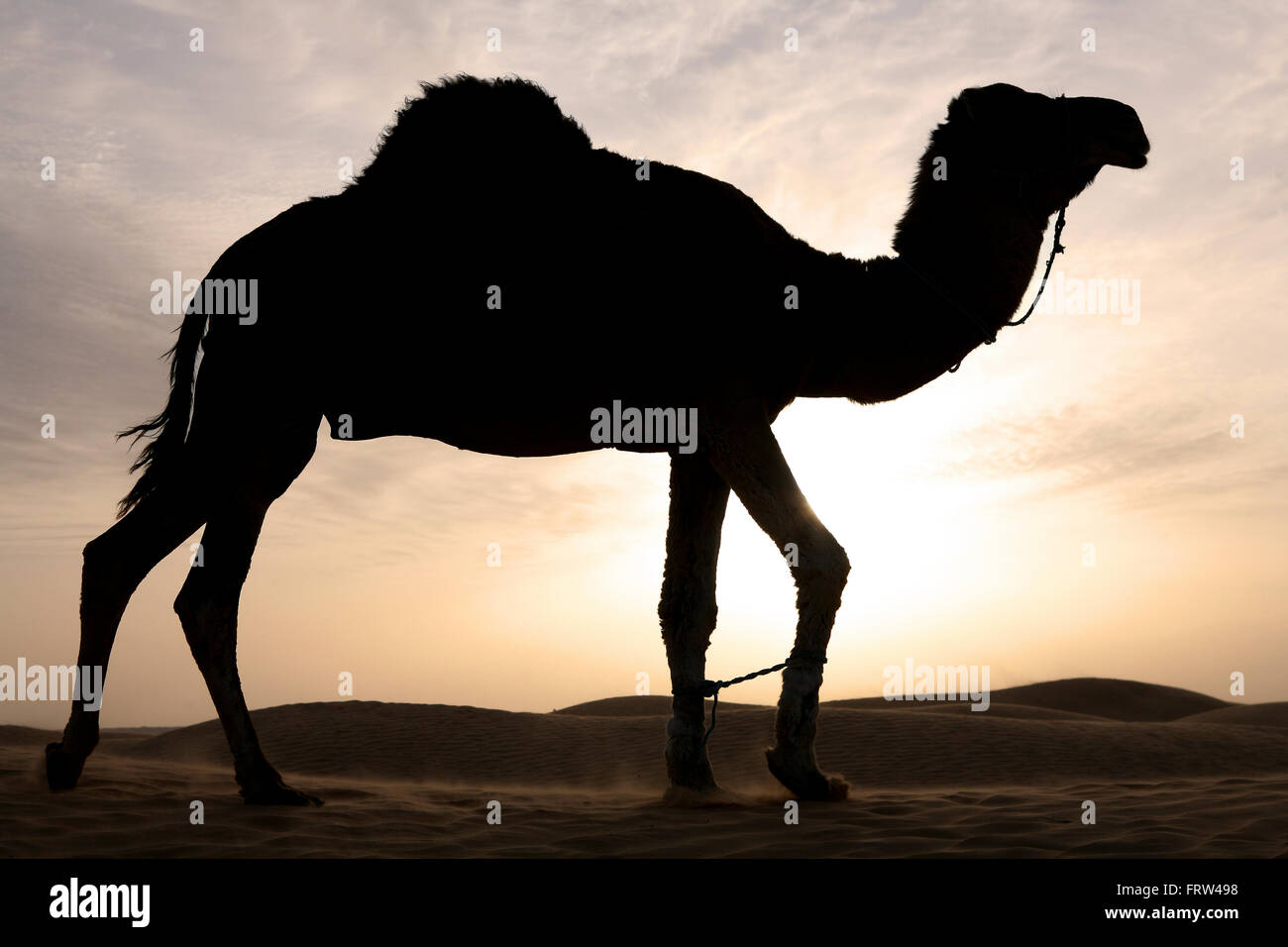 La Tunisia, dromedario al tramonto nel deserto del Sahara Foto Stock