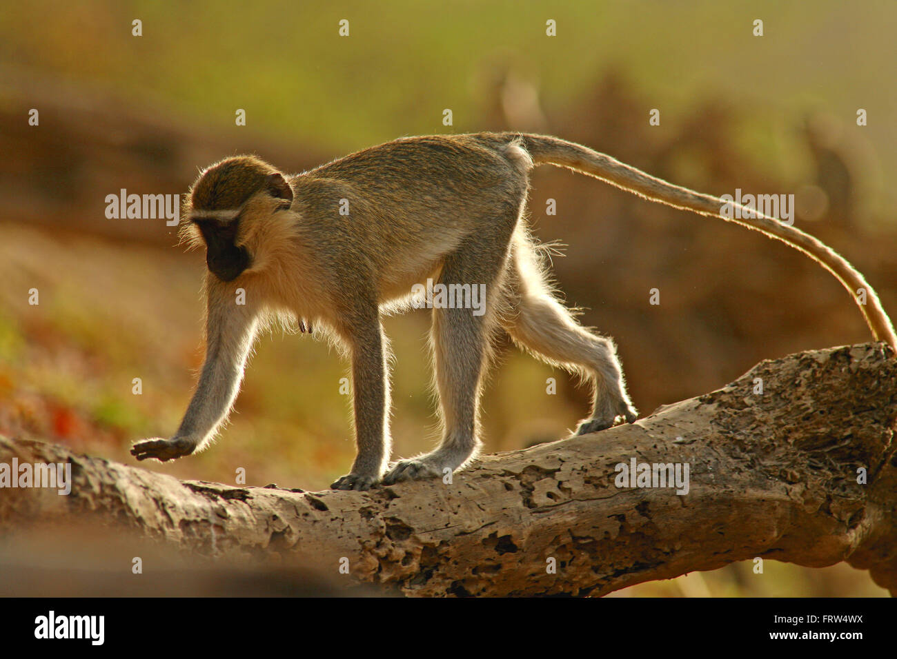 , Grivet Chlorocebus aethiops Foto Stock