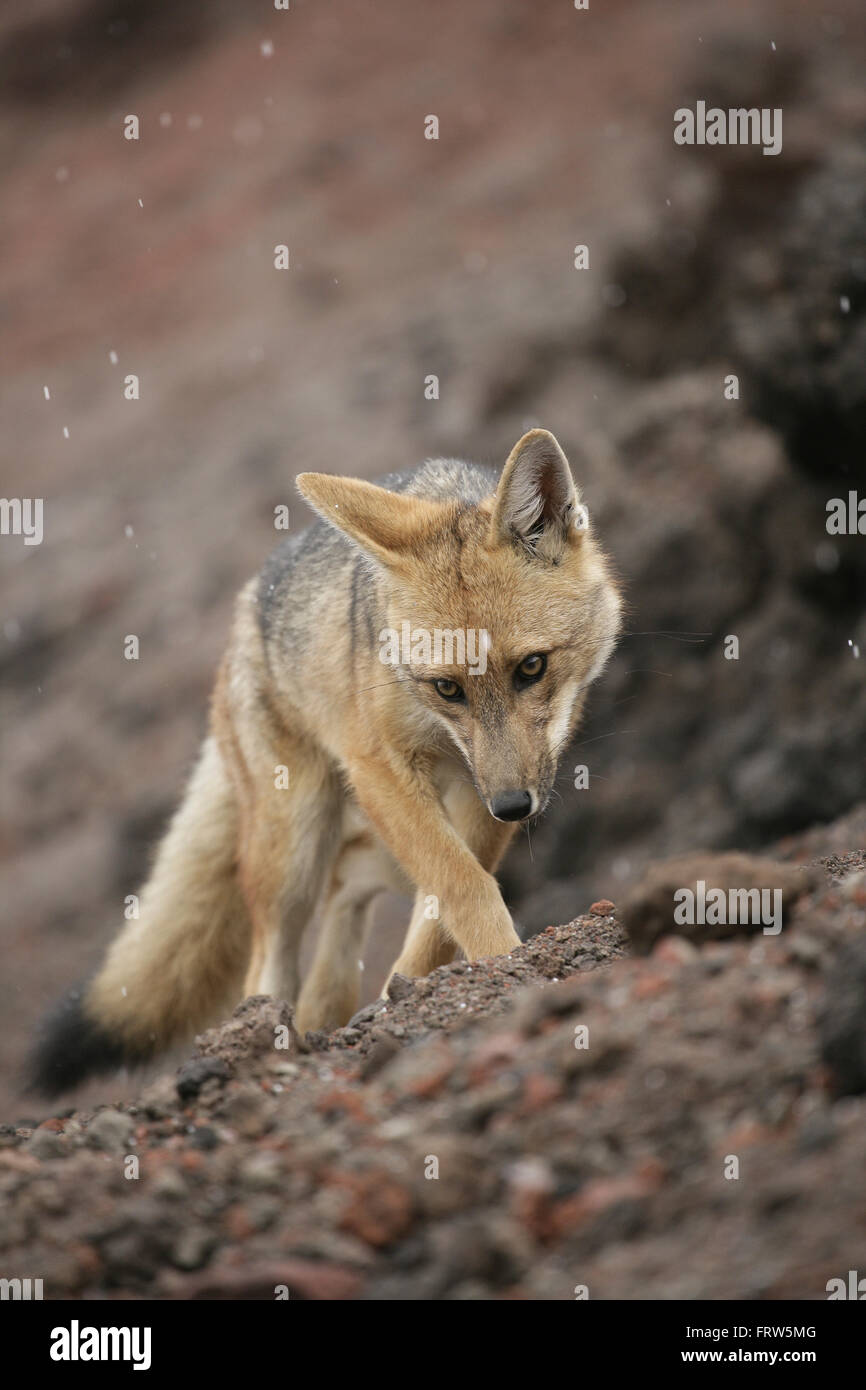 Il Cile, Andino fox, Dusicyon culpaeus Foto Stock