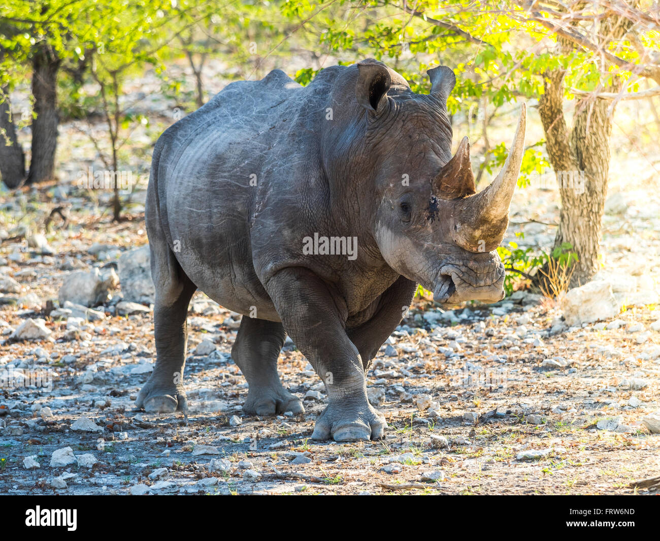 La Namibia, Oujto, Ongava Reservat selvatico, a imboccatura larga rinoceronte Foto Stock