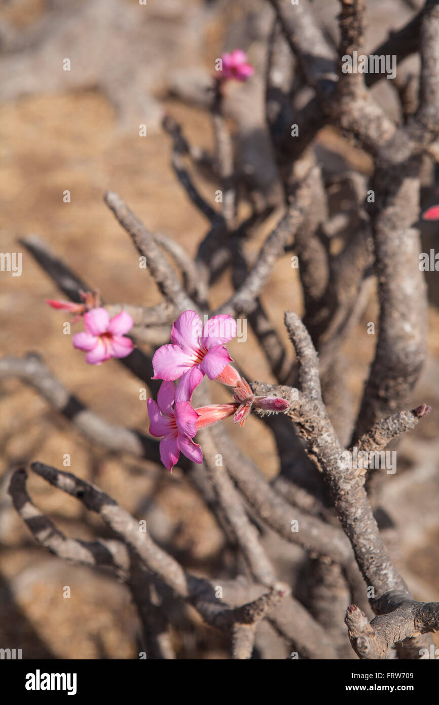 Rosa del Deserto, Jebel Samhan in Dhofar montagne, Oman. Foto Stock