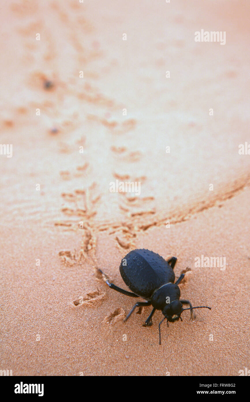 Beetle sulla sabbia nel deserto del Sahara Foto Stock