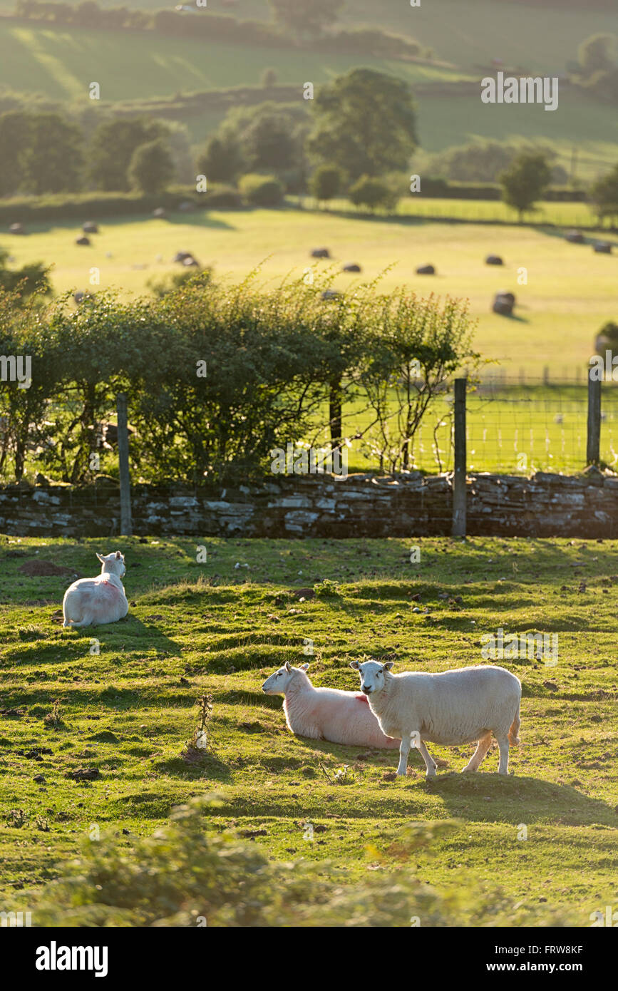 Regno Unito, Galles e Brecon Beacons National Park, pecore sul pascolo verde Foto Stock