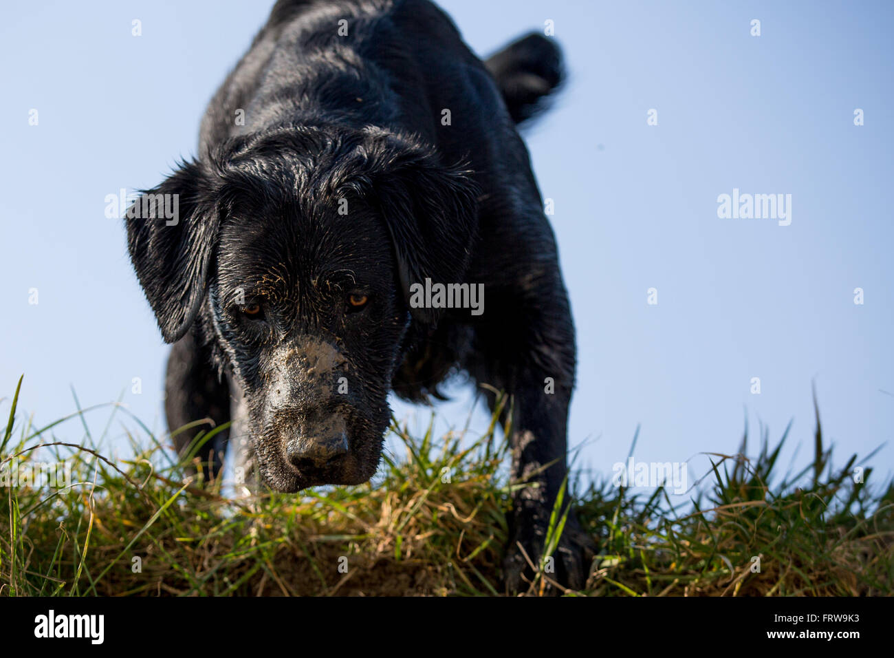 Il Labrador nero cane con una faccia fangoso guardando sopra una banca Foto Stock