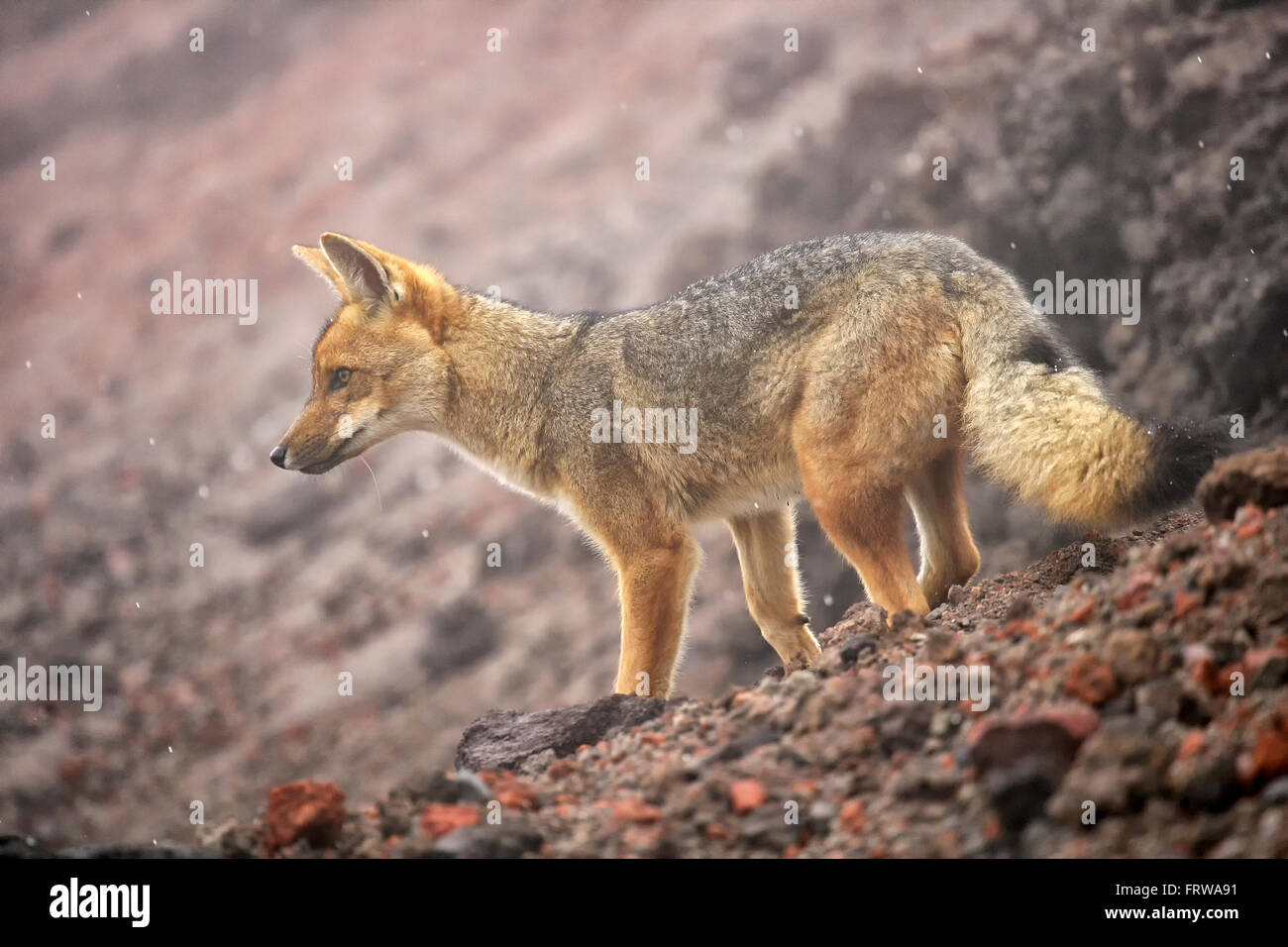 Il Cile, Andino fox, Dusicyon culpaeus Foto Stock