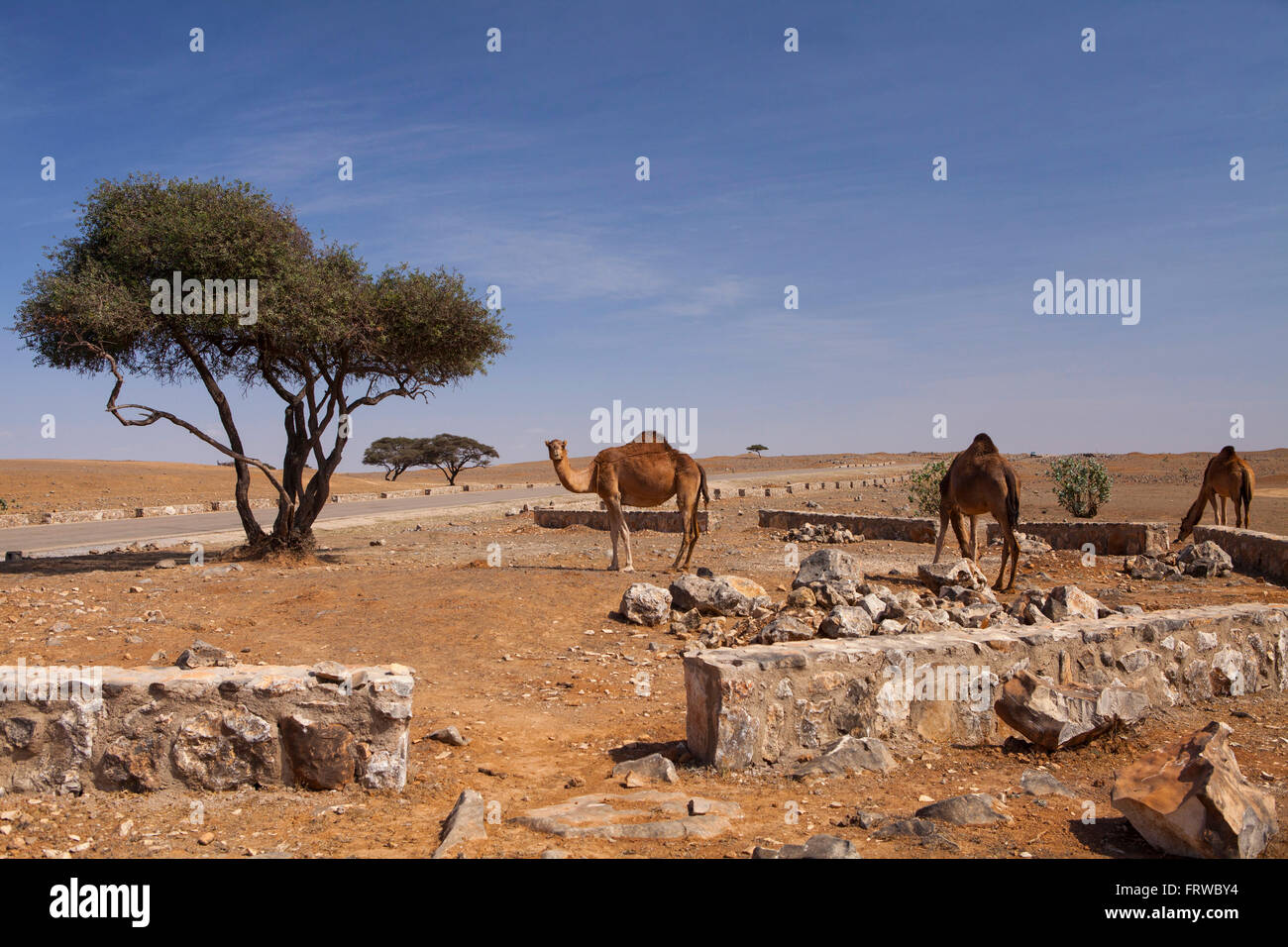 Cammelli nel Dhofar, Oman. Foto Stock