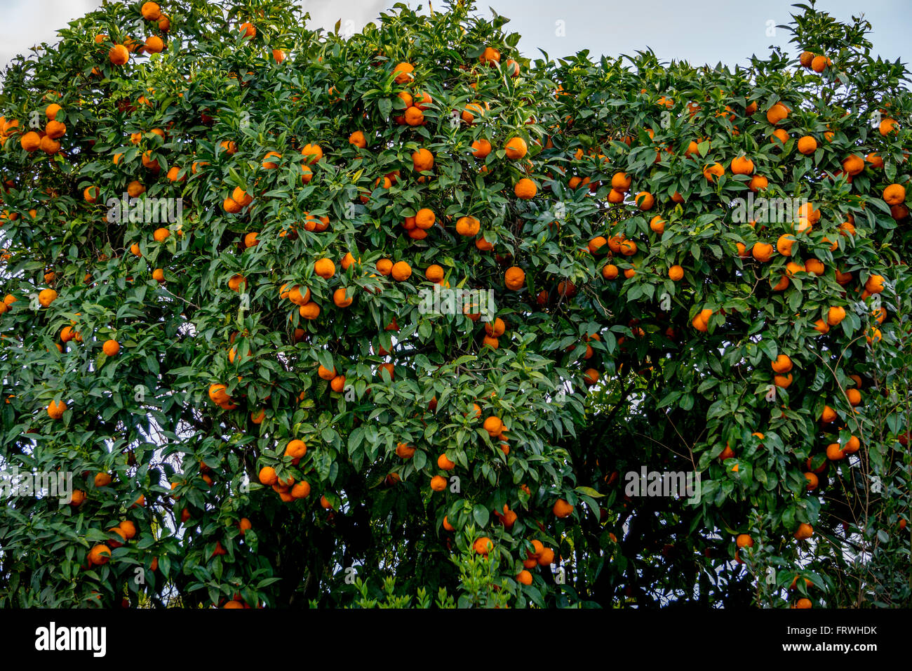 Arance crescente su albero Foto Stock