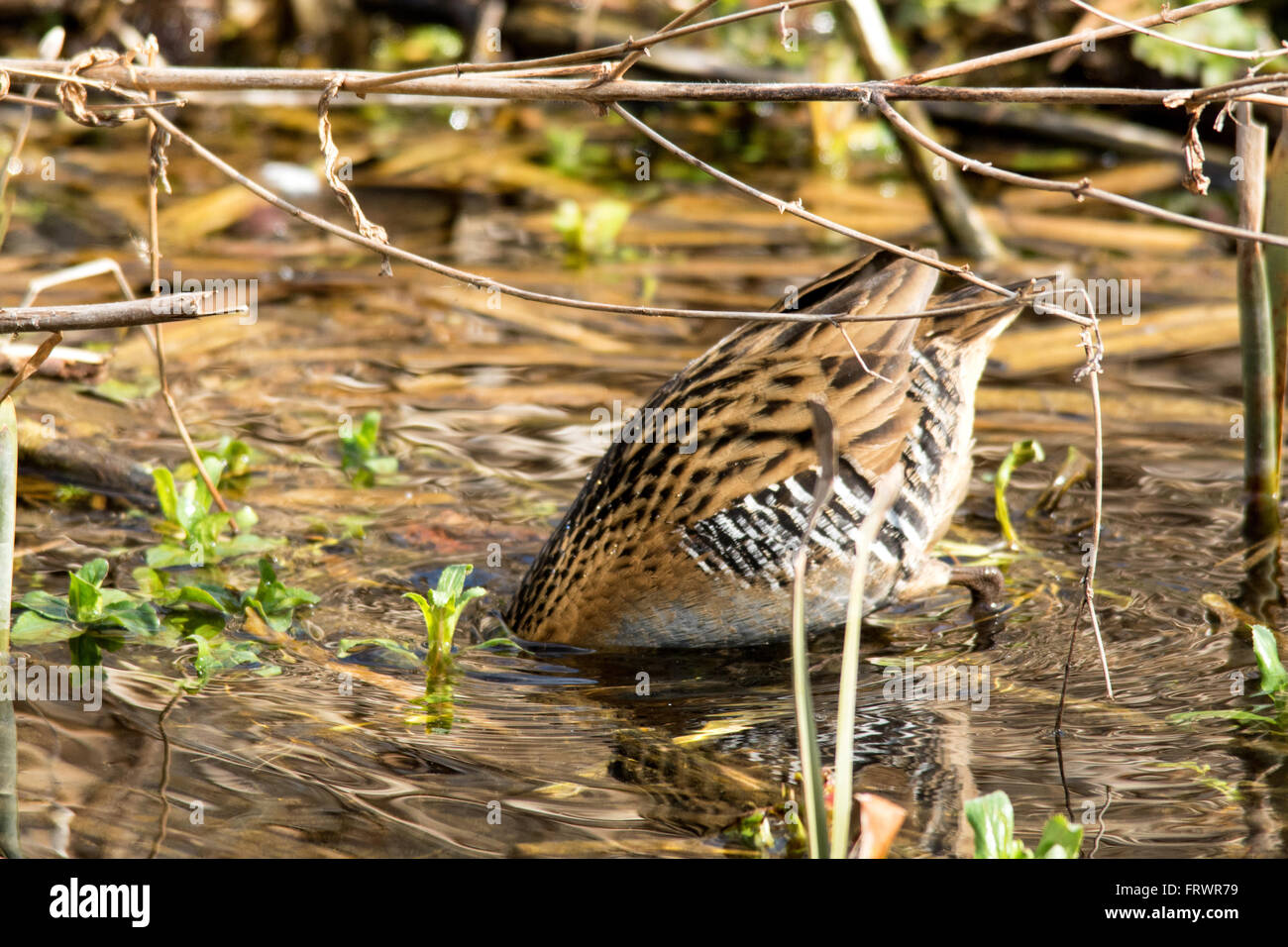 Porciglione (Rallus aquaticus) alimentazione con testa sotto l'acqua Foto Stock