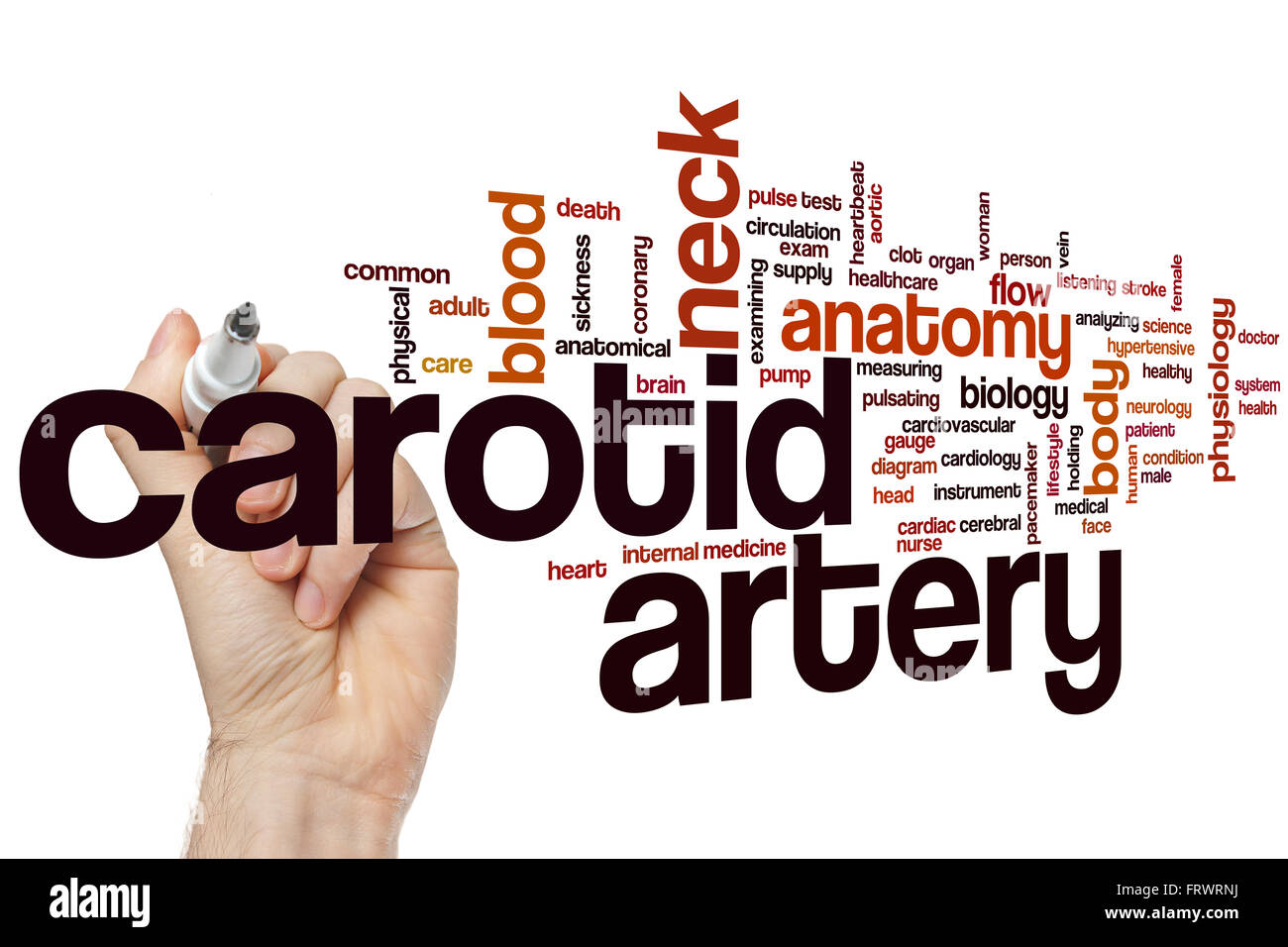 Arteria carotide parola concetto cloud con collo anatomico tag correlati Foto Stock