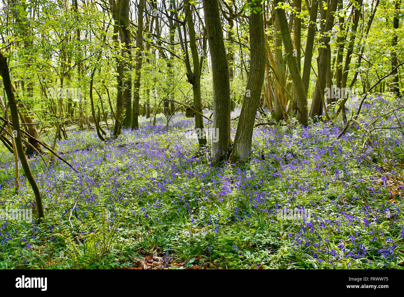 Lea e legno di Pagets; Bluebells in primavera; Herefordshire; Regno Unito Foto Stock