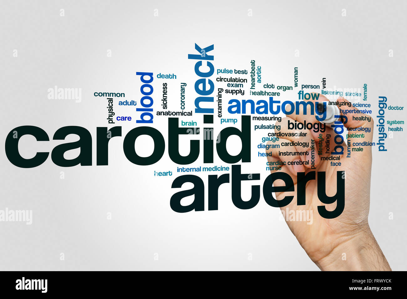 Arteria carotide parola concetto cloud con collo anatomico tag correlati Foto Stock