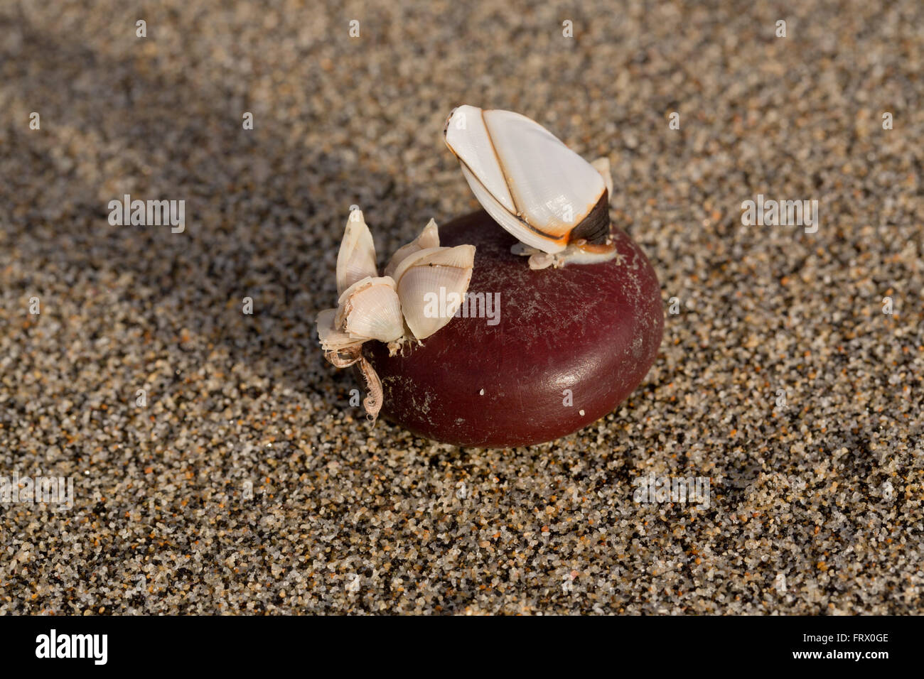 Fagiolo di mare con la boa e oca cirripedi Dosima fascicularis Cornwall, Regno Unito Foto Stock
