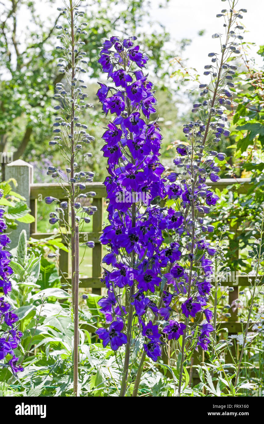 Delphinium blu fiori in un giardino interno Foto Stock