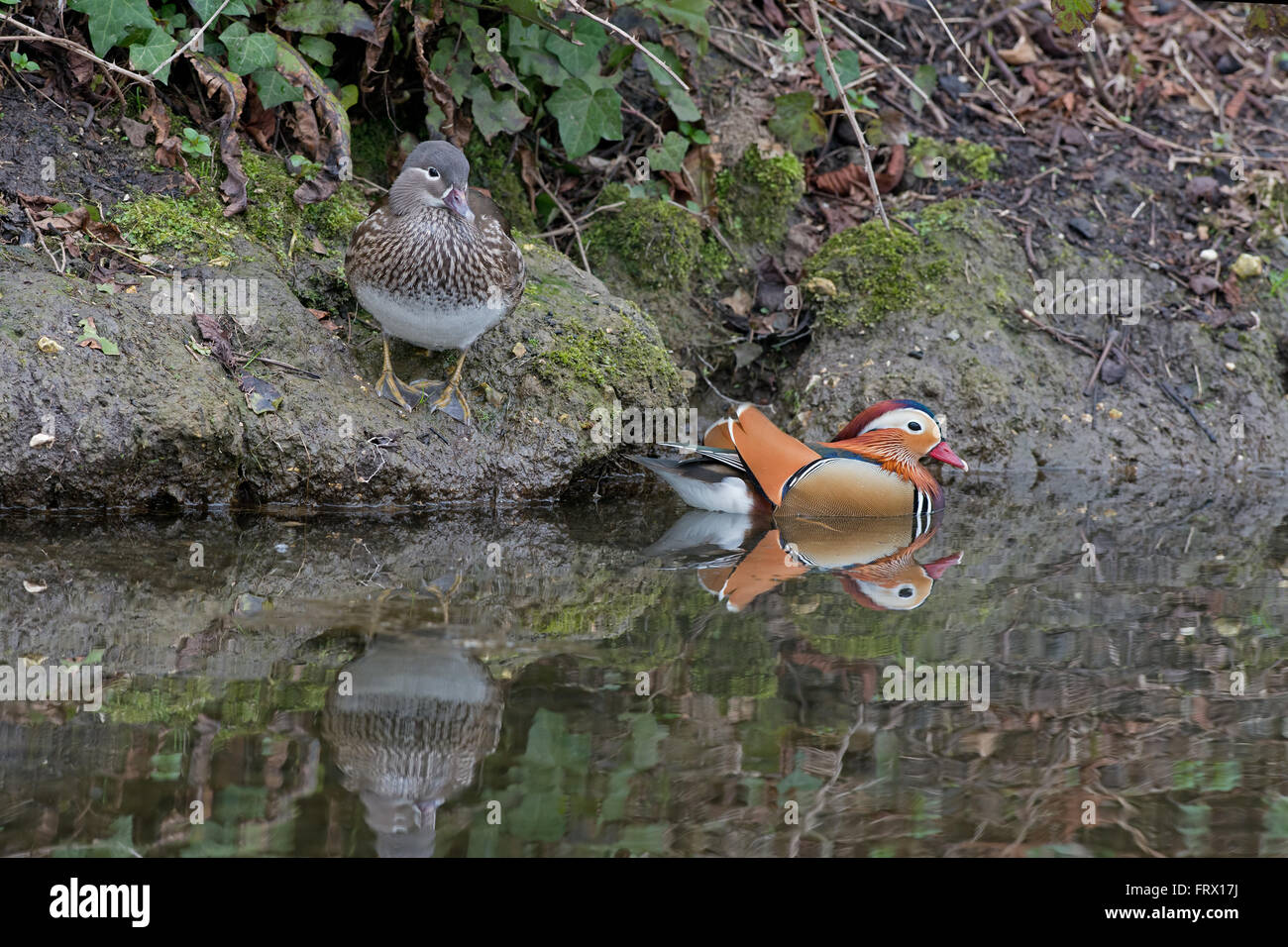 Maschi e femmine di Anatra di mandarino, Aix galericulata. Molla. Regno Unito Foto Stock