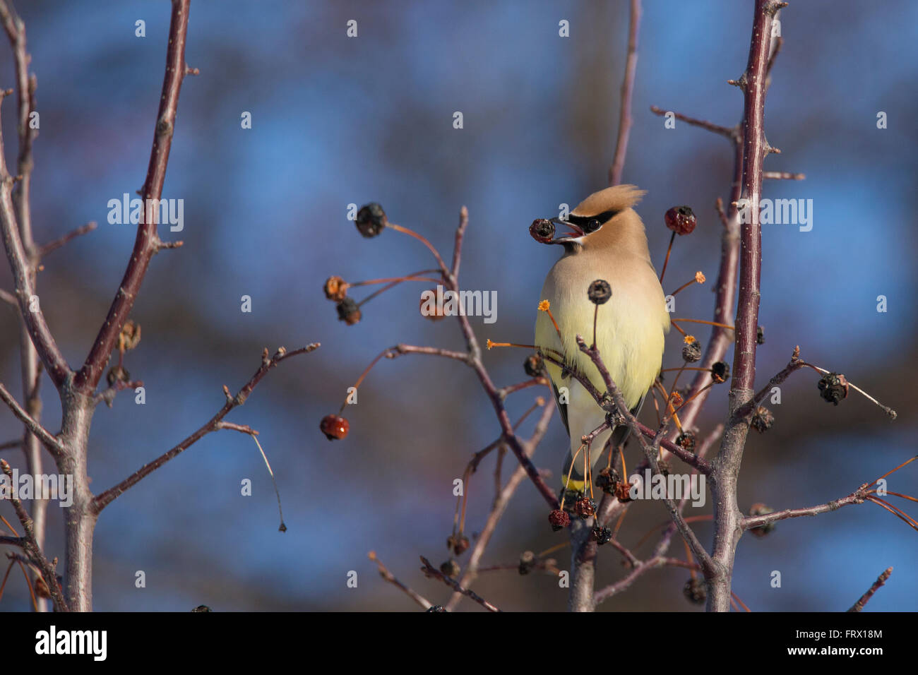 Il Cedar Waxwing (Bombycilla cedrorum) in inverno Foto Stock