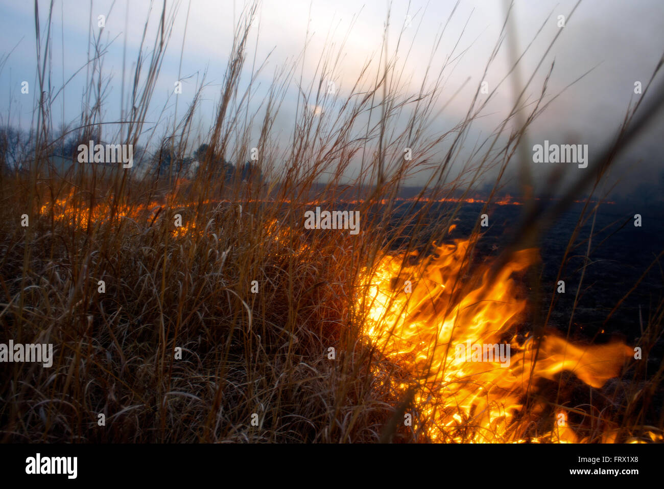 Auburn, Kansas, 30 marzo, 2014 campi annuale essendo bruciata per controllare le infestanti e di piante legnose Credito: Mark Reinstein Foto Stock