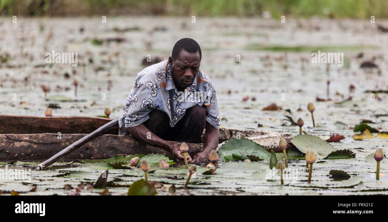 Motswana uomo in mokoro raccolta acqua giglio gemme a mangiare come verdura. Delta Oksvango vicino Shakawe, nel nord del Botswana. Foto Stock