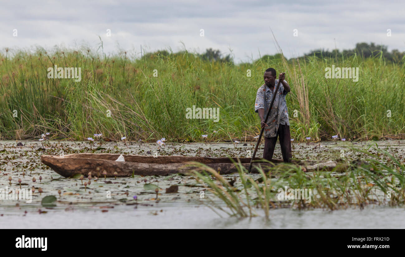 Motswana uomo punting un mokoro, raccolta acqua giglio gemme a mangiare come verdura. Delta Oksvango vicino Shakawe, nel nord del Botswana. Foto Stock