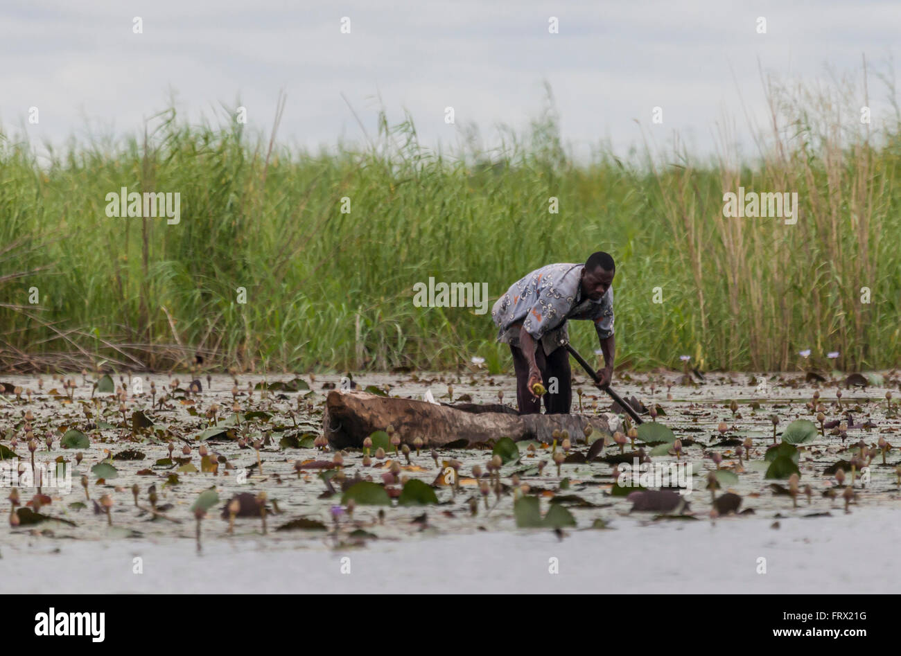 Motswana uomo in mokoro raccolta acqua giglio gemme a mangiare come verdura. Delta Oksvango vicino Shakawe, nel nord del Botswana. Foto Stock