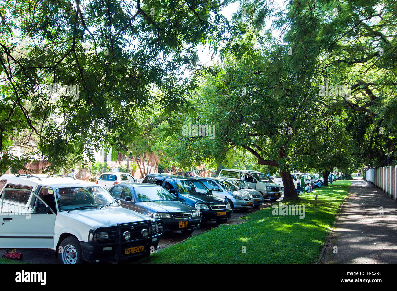 Strada alberata, viali distretto, Harare, Zimbabwe Foto Stock