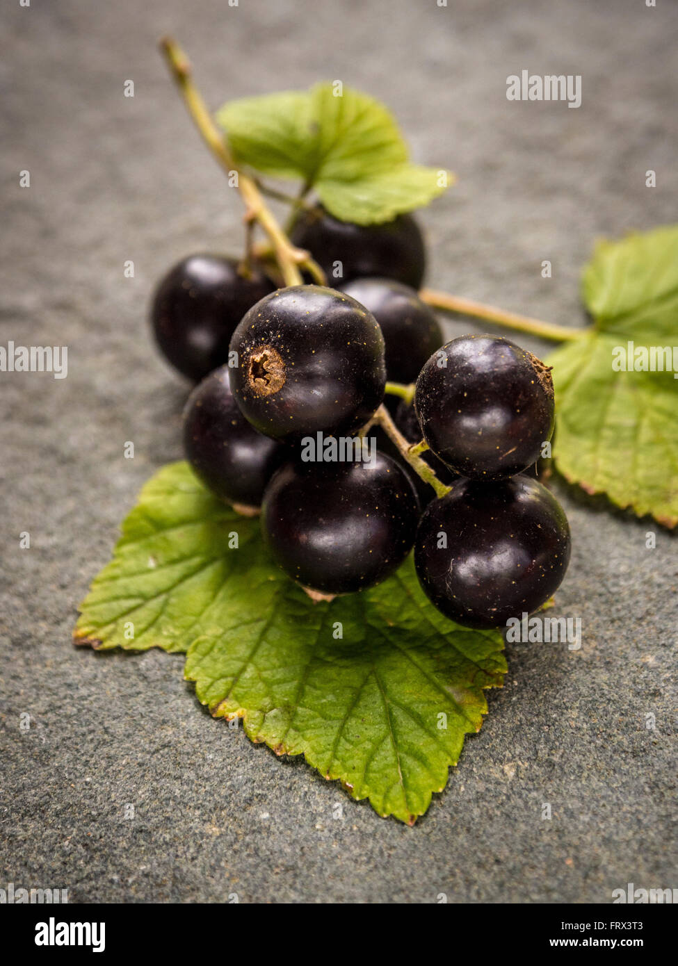 Ribes nero - appena raccolto rametto da bush sul grigio Sfondo ardesia Foto Stock