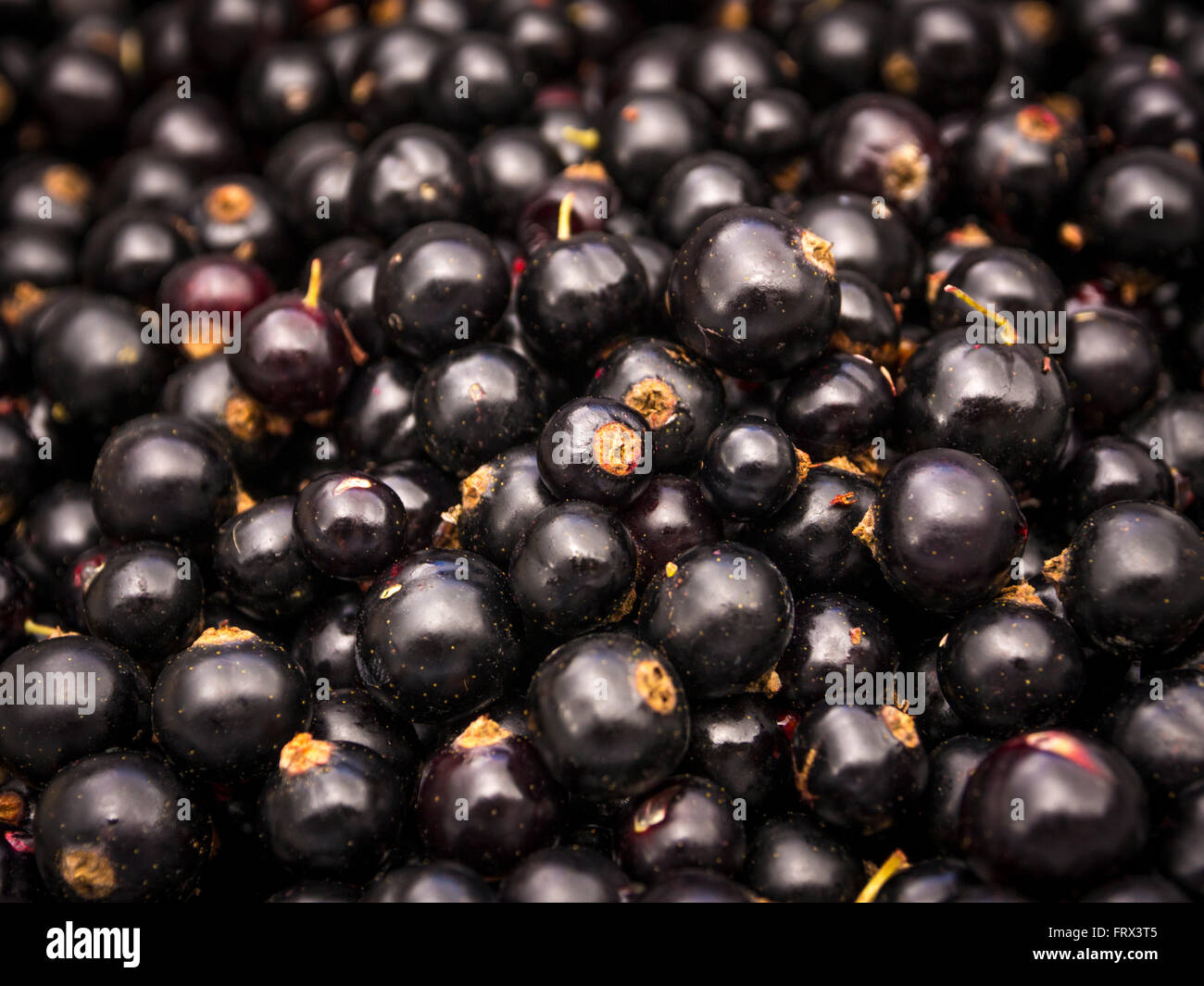 Ribes nero - close up Foto Stock