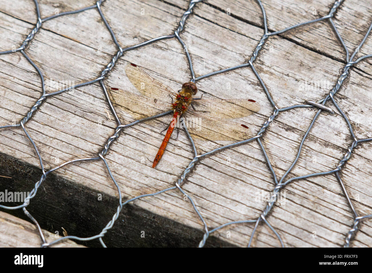 Common Darter dragonfly (Sympetrum striolatum), WWT Arundel, West Sussex, in Inghilterra Foto Stock