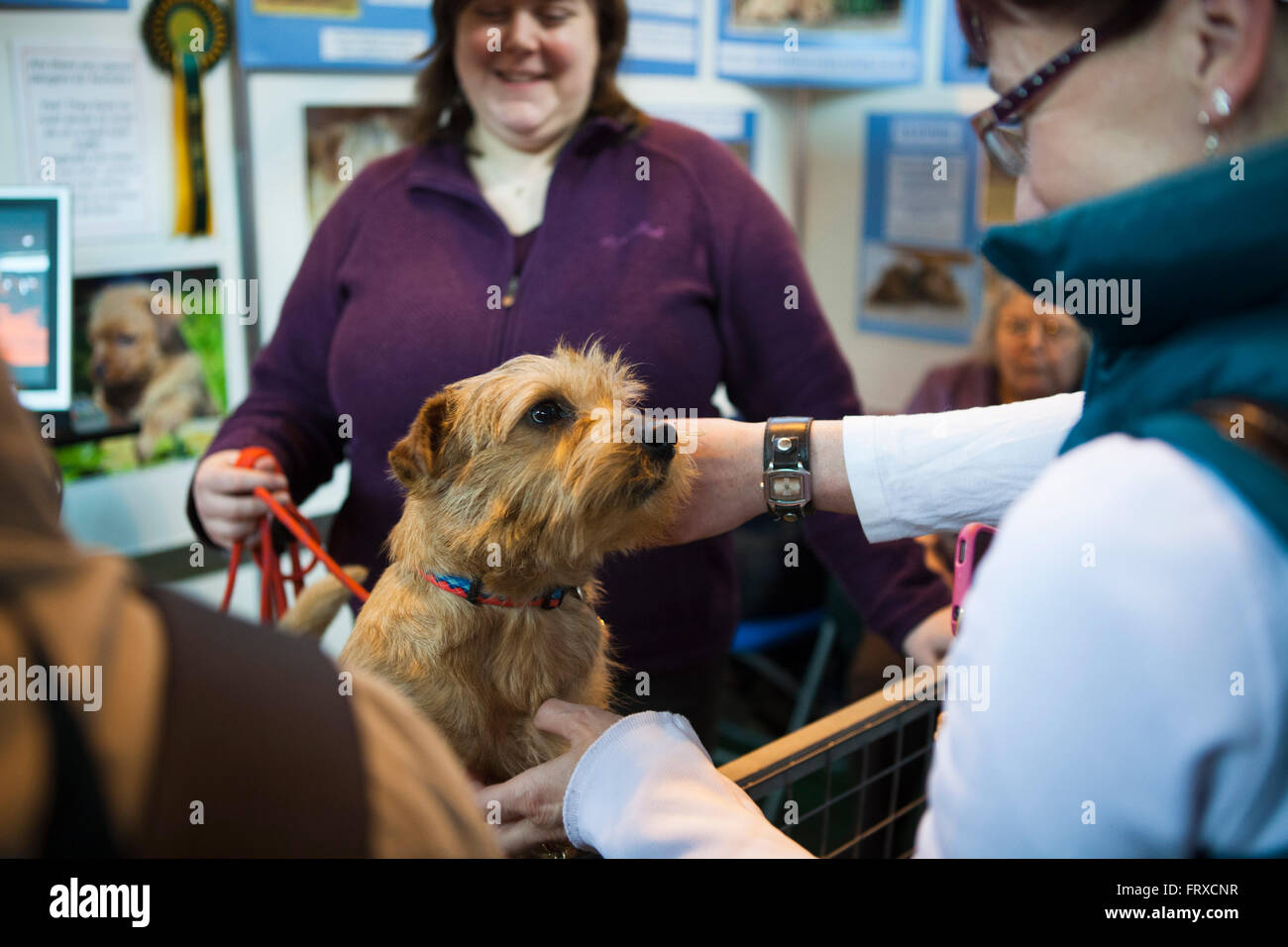 Un proprietario al Crufts dog show a Birmingham Regno Unito mostra il suo terrier al pubblico. Foto Stock