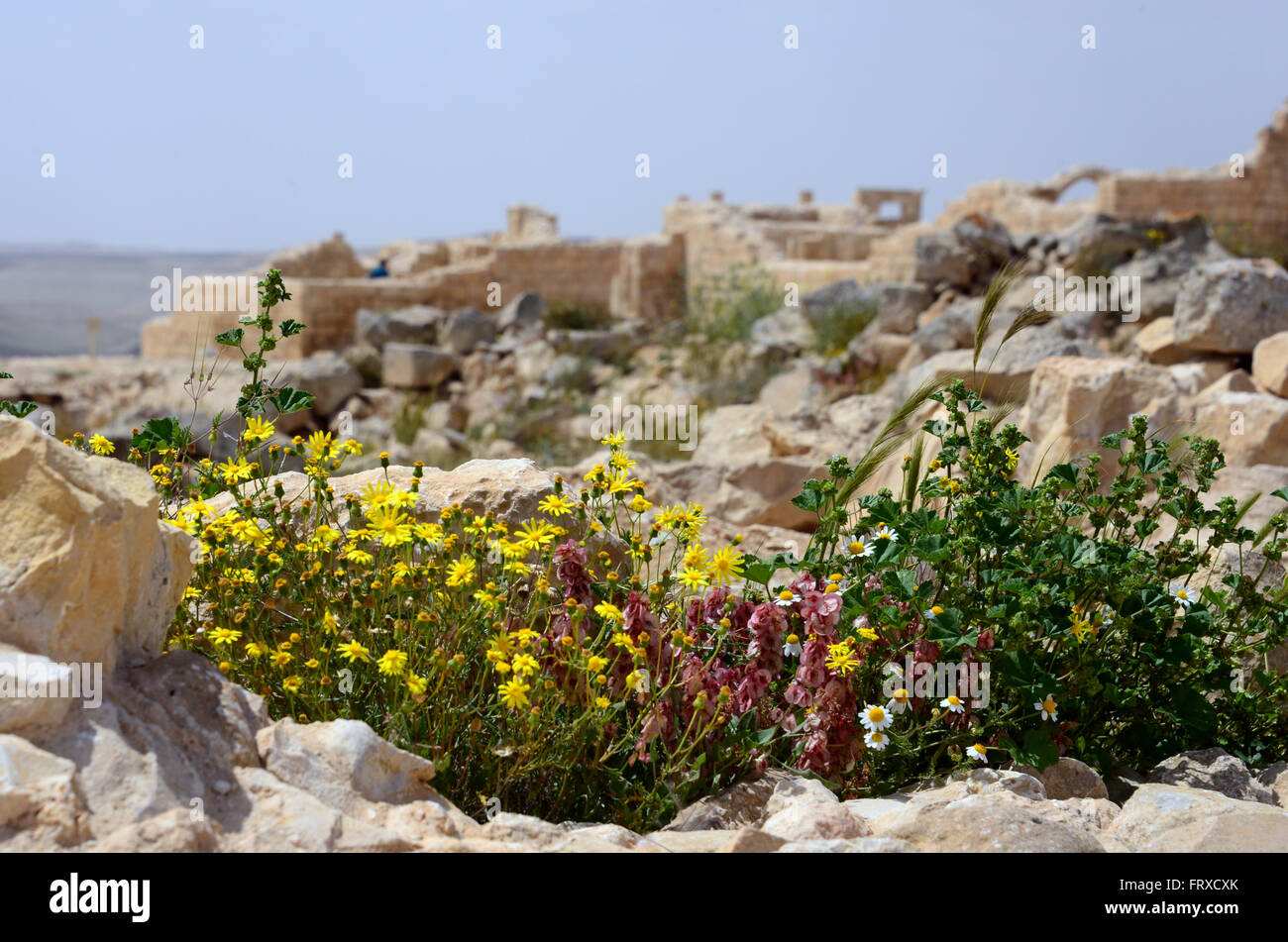 Scavo vicino Advad, deserto del Negev, South-Israel, Israele Foto Stock