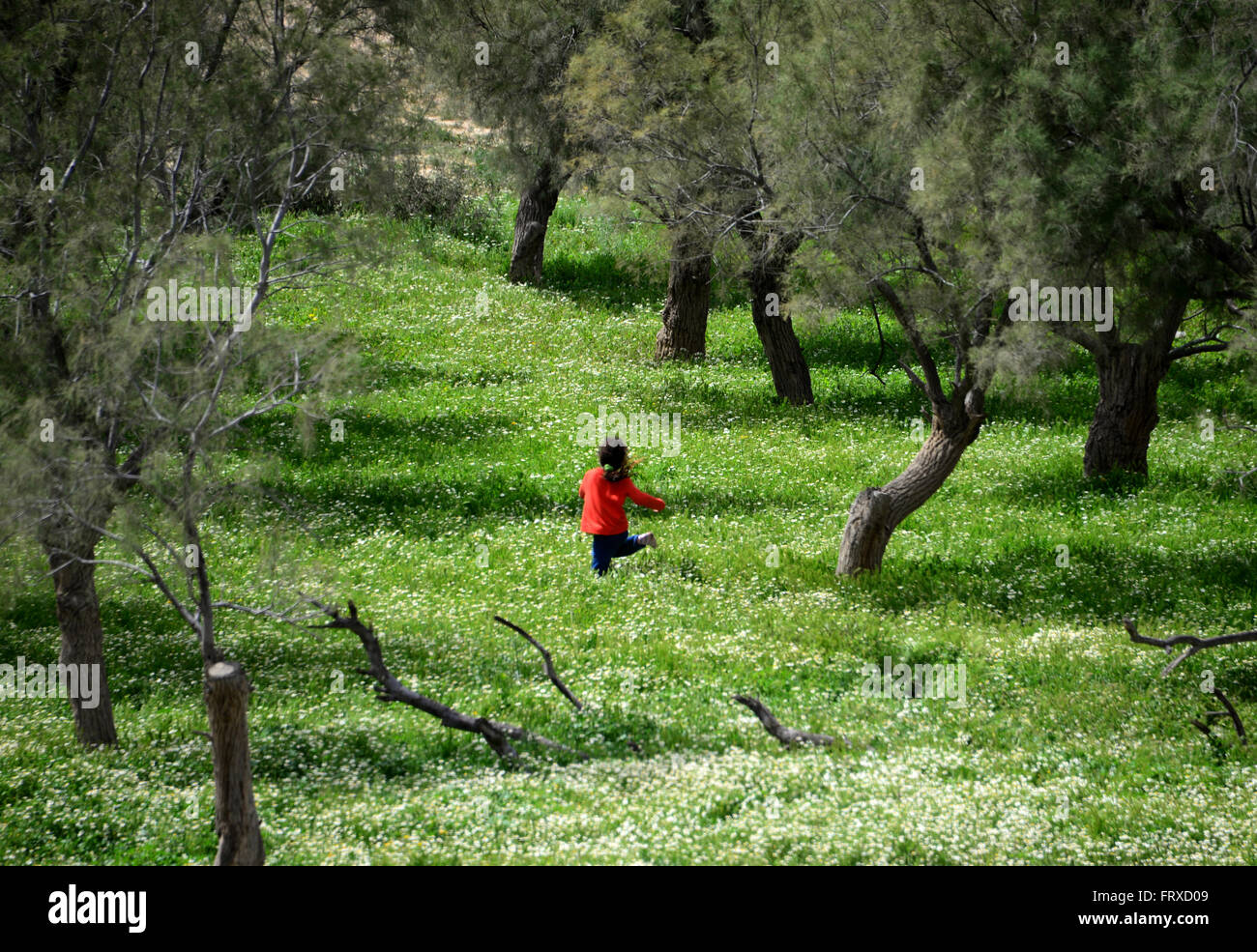Oasi nei pressi di Mizpe Ramon, deserto del Negev, South-Israel, Israele Foto Stock