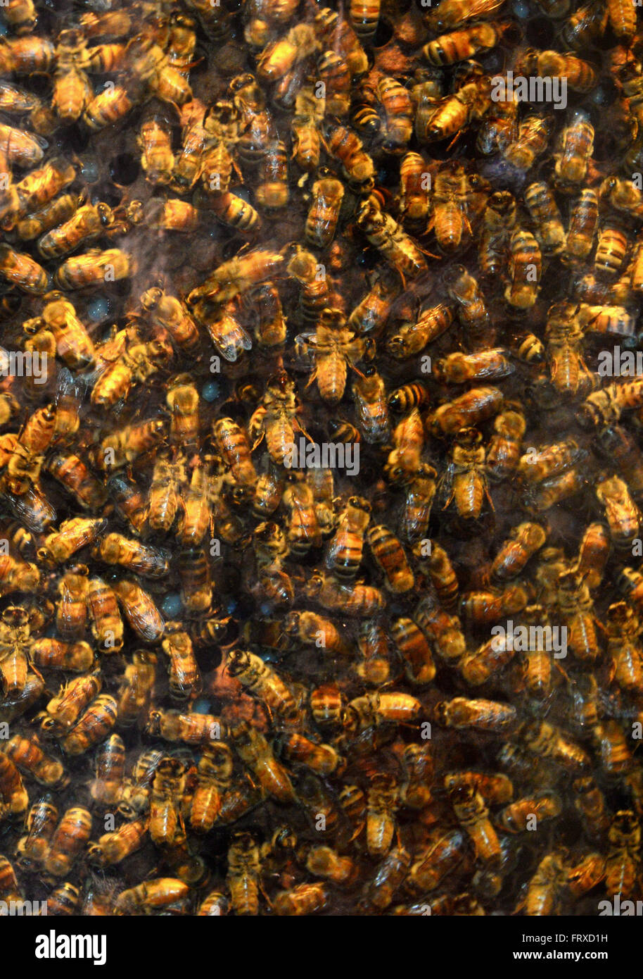 Honeybees in Bumblebee museum, Arava, deserto del Negev, South-Israel, Israele Foto Stock