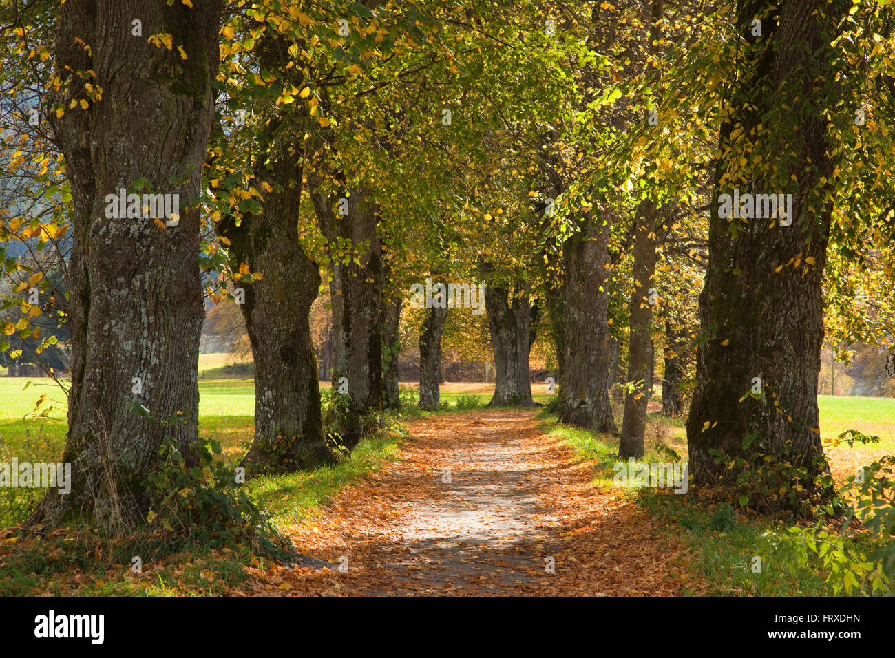 Vicolo di calce, vicino a Benediktbeuern, Baviera, Germania Foto Stock