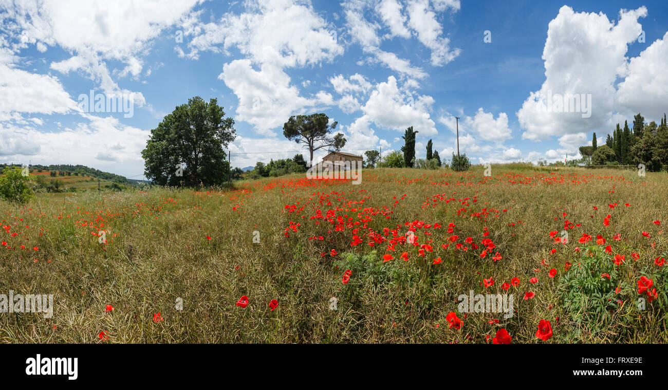 Country house con campo di papavero, pini e cipressi, vicino a Chiusi, provincia di Siena, Toscana, Italia Foto Stock