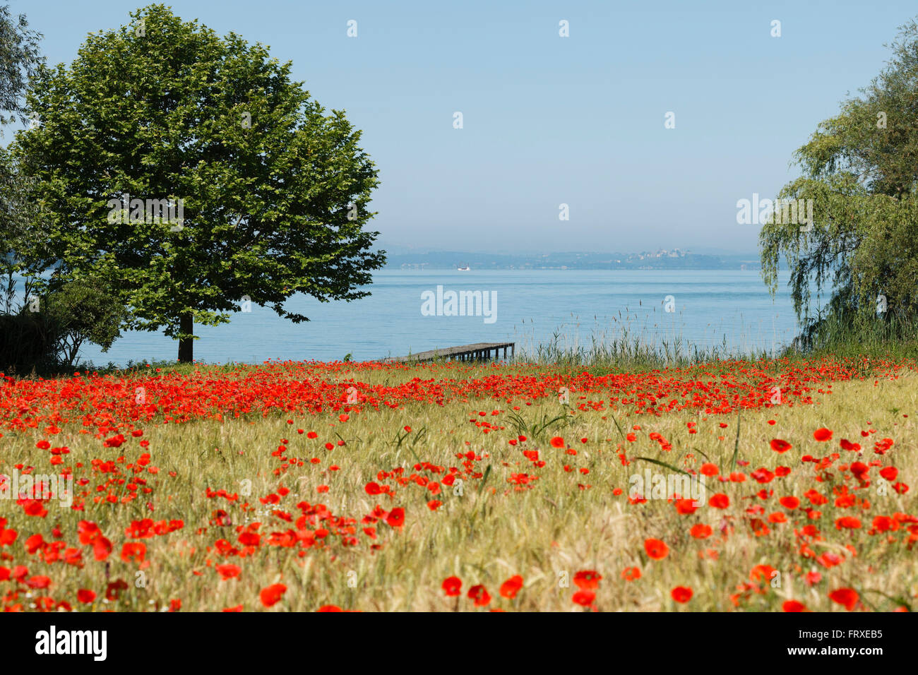 Campo di papavero in riva al lago vicino a San Feliciano, Lago Trasimeno, provincia di Perugia, Umbria, Italia, Europa Foto Stock