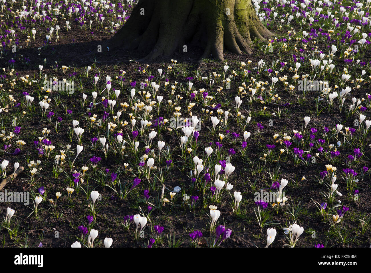 Un patch di bianco e viola crocus fiori sotto il sole sotto un grande albero. Foto Stock