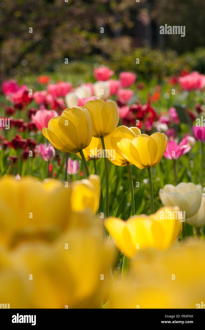 Letto di tulipani, Hermannshof, Weinheim, Baden-Wuerttemberg, Germania, Europa Foto Stock