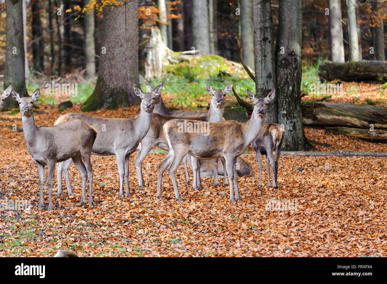 Cervi, involucri di origine animale, Neuschoenau nel centro del Parco Nazionale Lusen, Parco Nazionale della Foresta Bavarese, Baviera, Germania Foto Stock