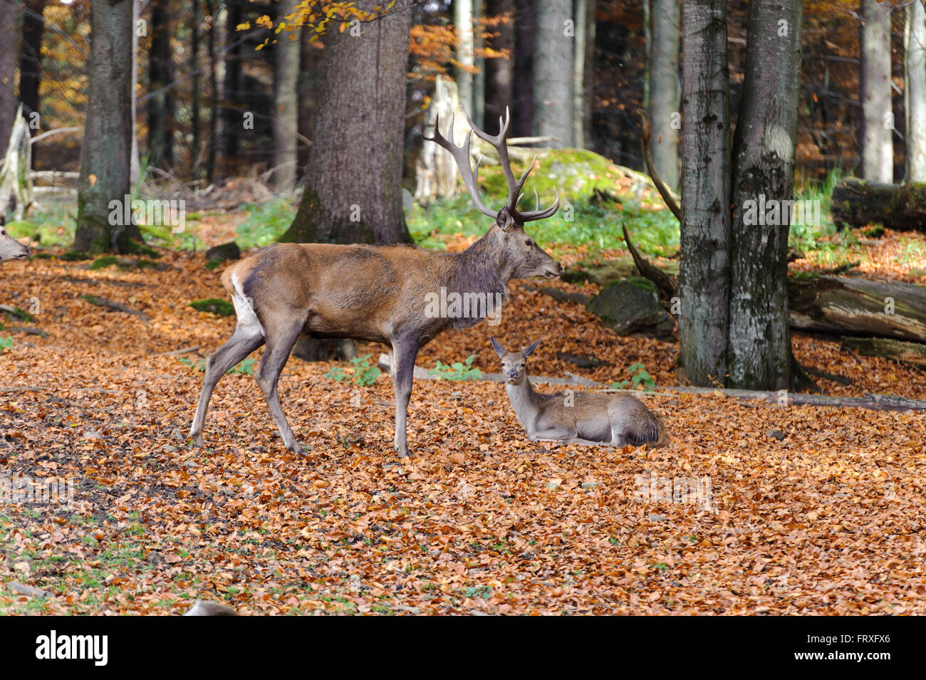 Red Deer stag, involucri di origine animale, Neuschoenau nel centro del Parco Nazionale Lusen, Parco Nazionale della Foresta Bavarese, Baviera, Germania Foto Stock