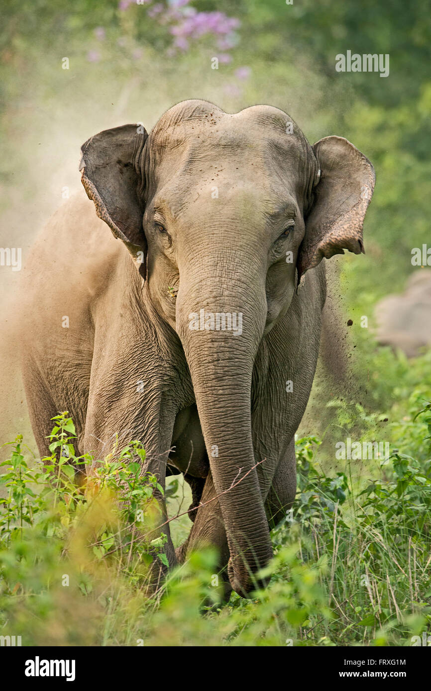 Arrabbiato carica di elefante Foto Stock