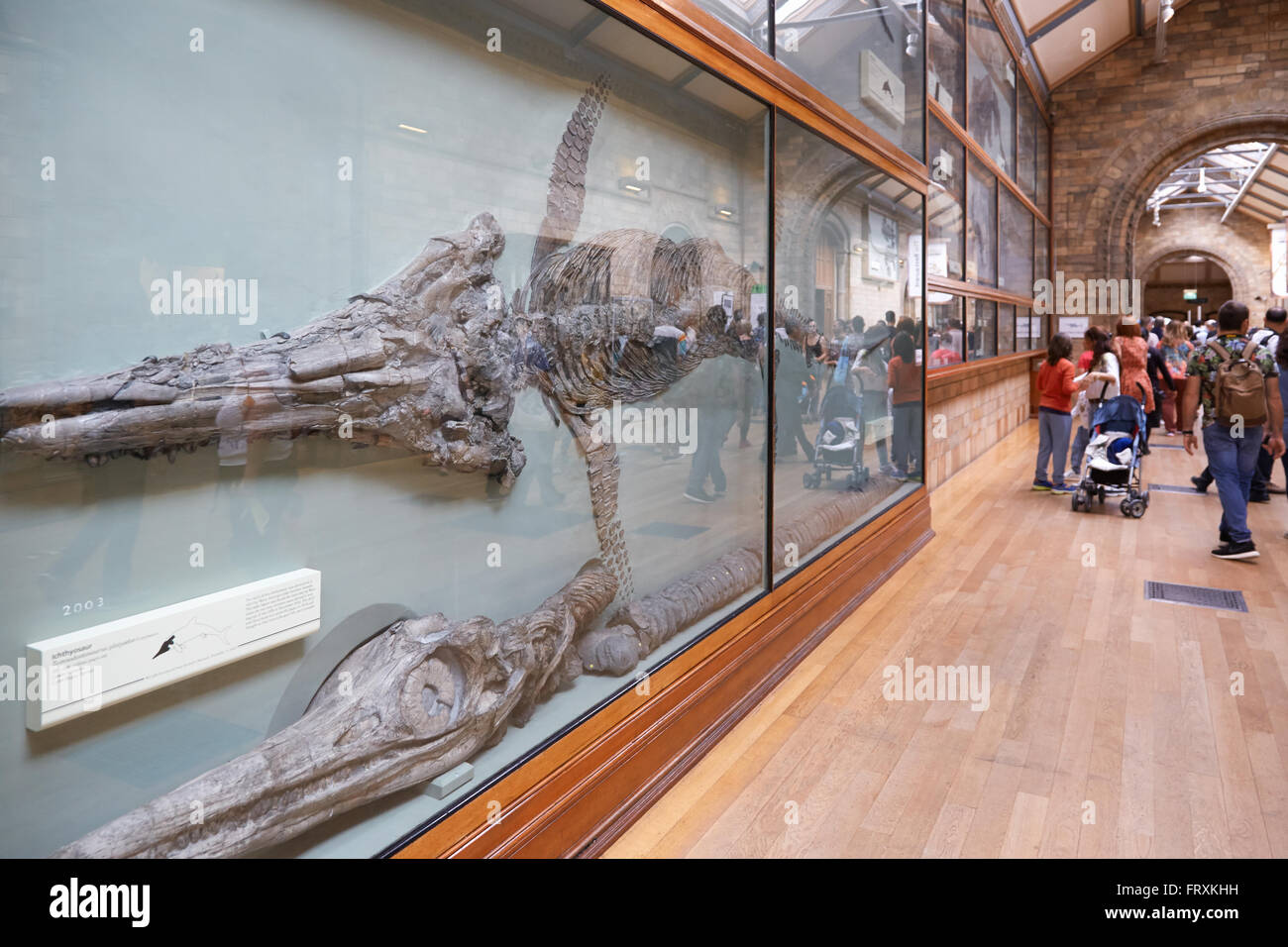 Museo di Storia Naturale interno con Ichthyosaur fossili di dinosauro e i visitatori di Londra Foto Stock