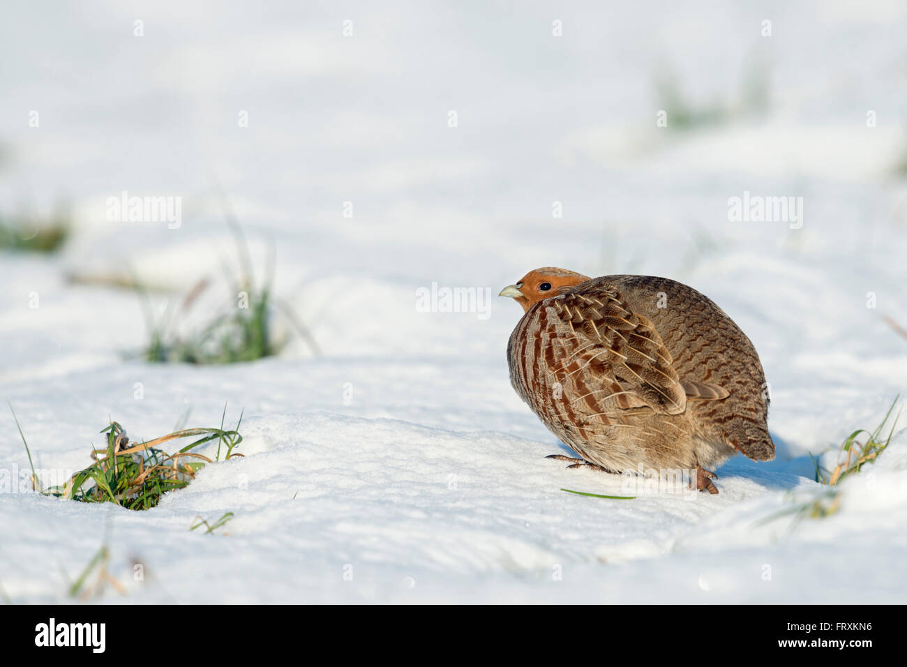 La Starna / Rebhuhn ( Perdix perdix ), un adulto in inverno, sneaks via sulla coperta di neve la terra. Foto Stock