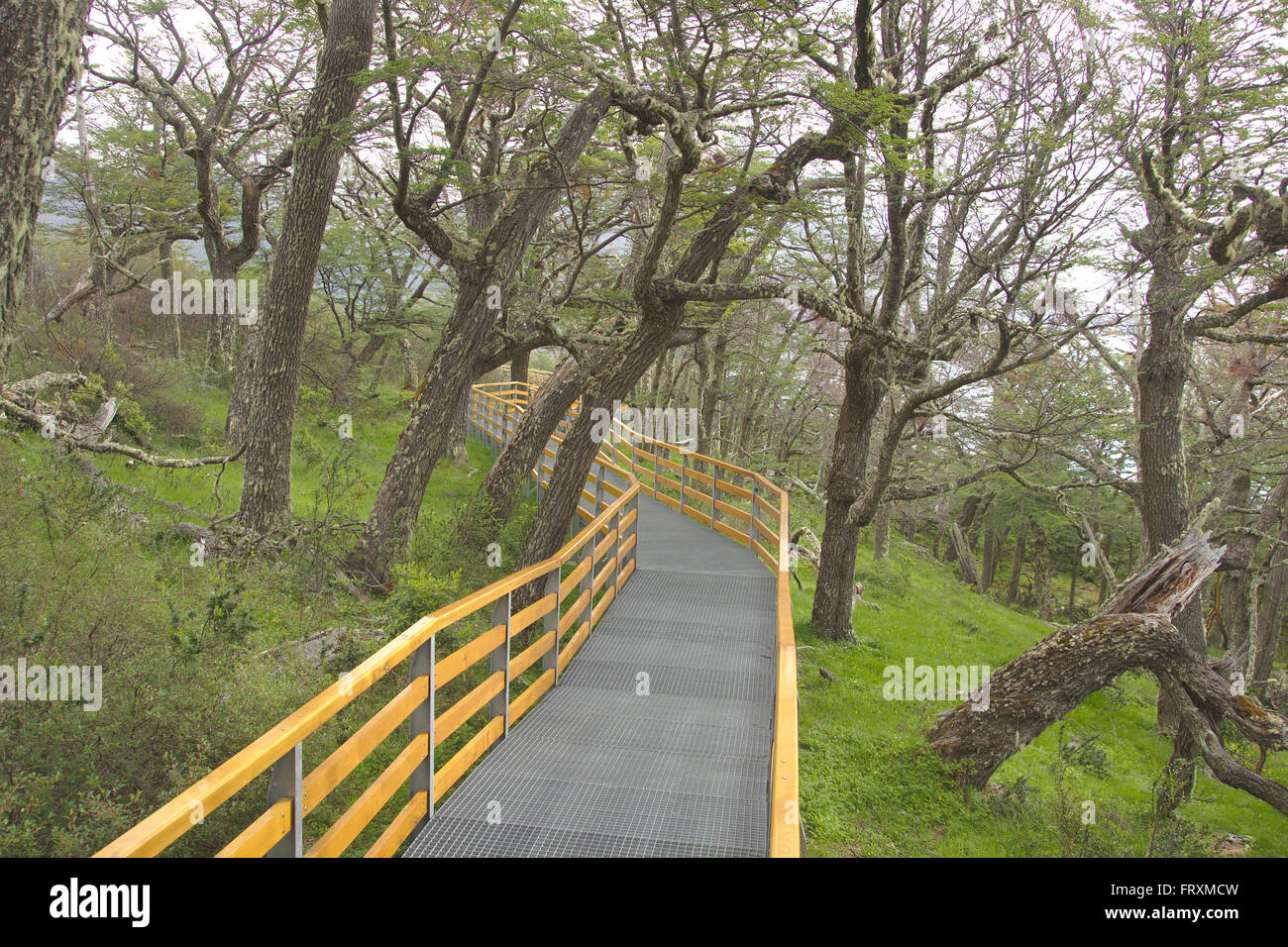 Via pedonale vicino ghiacciaio Perito Moreno, parco nazionale Los Glaciares, Patagonia, Argentinia Foto Stock