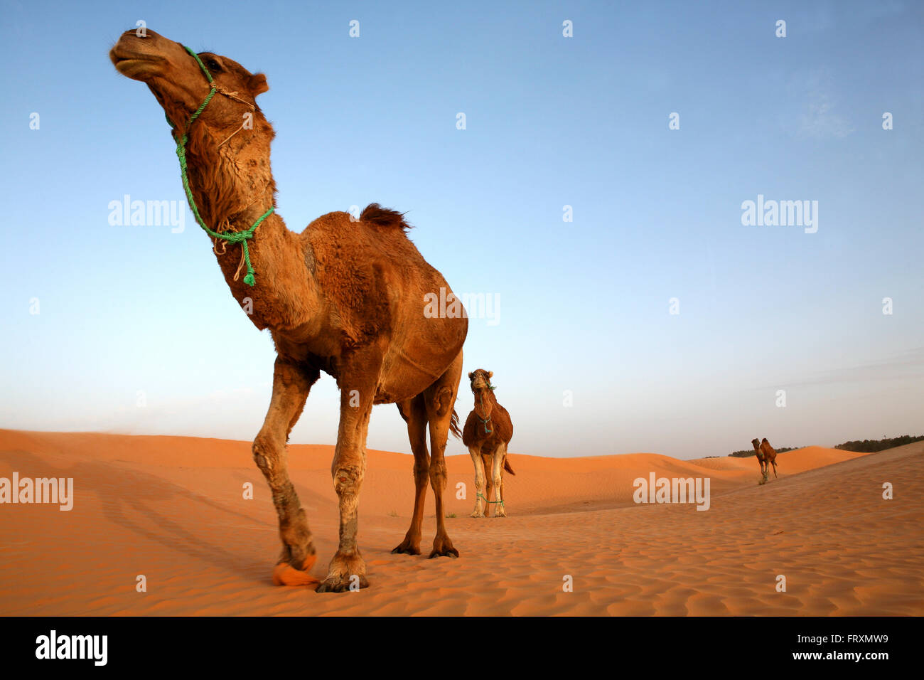 La Tunisia, il deserto del Sahara, dromedari Foto Stock
