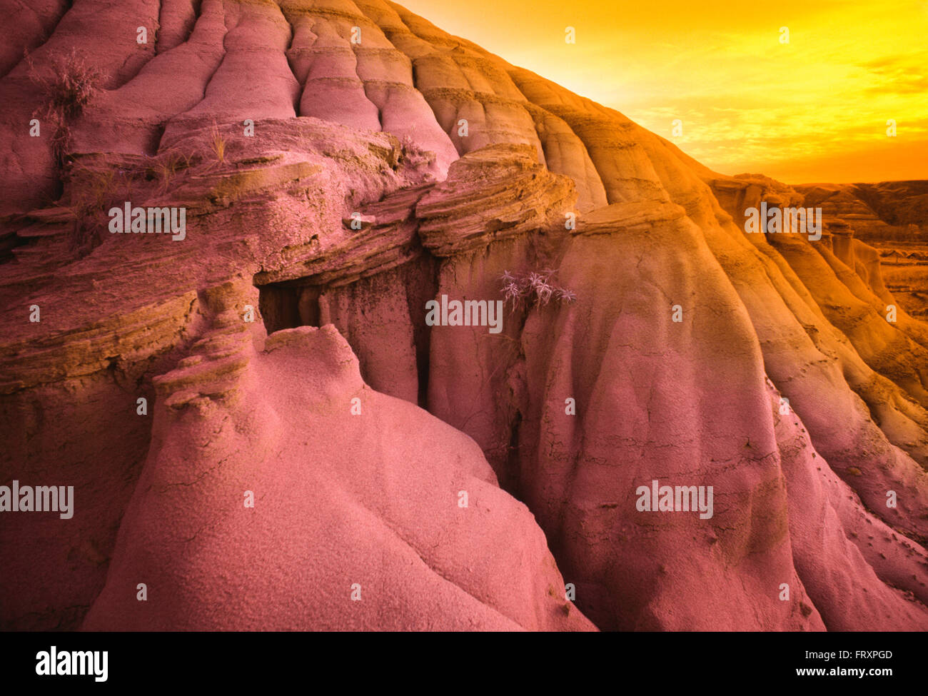 Hoodoos In Badlands al tramonto, Red Deer River Valley vicino a Drumheller, Alberta, Canada Foto Stock