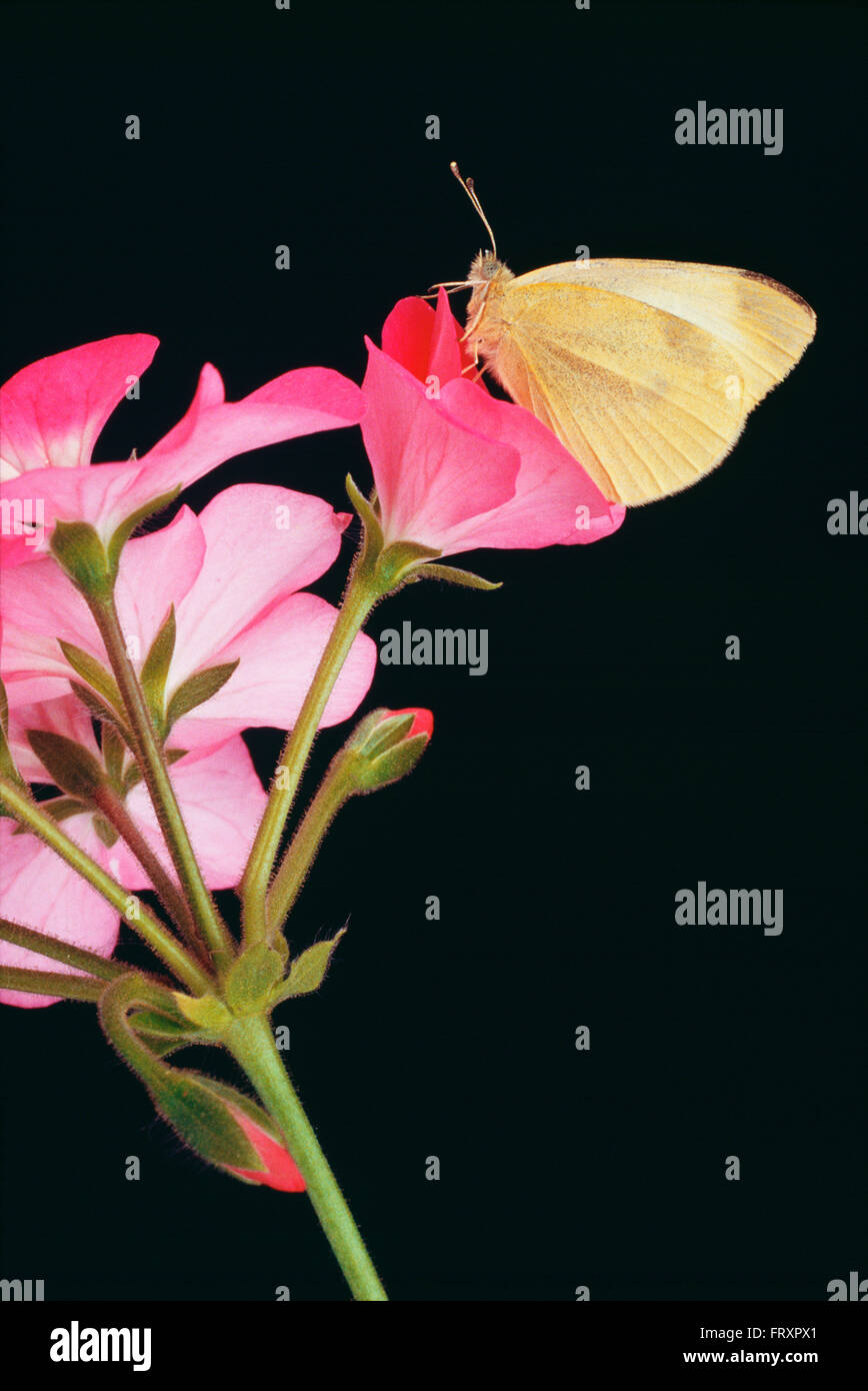 Cavolo farfalla posata su un fiore di geranio Foto Stock