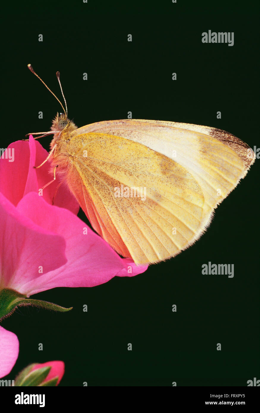 Cavolo farfalla posata su un fiore di geranio Foto Stock