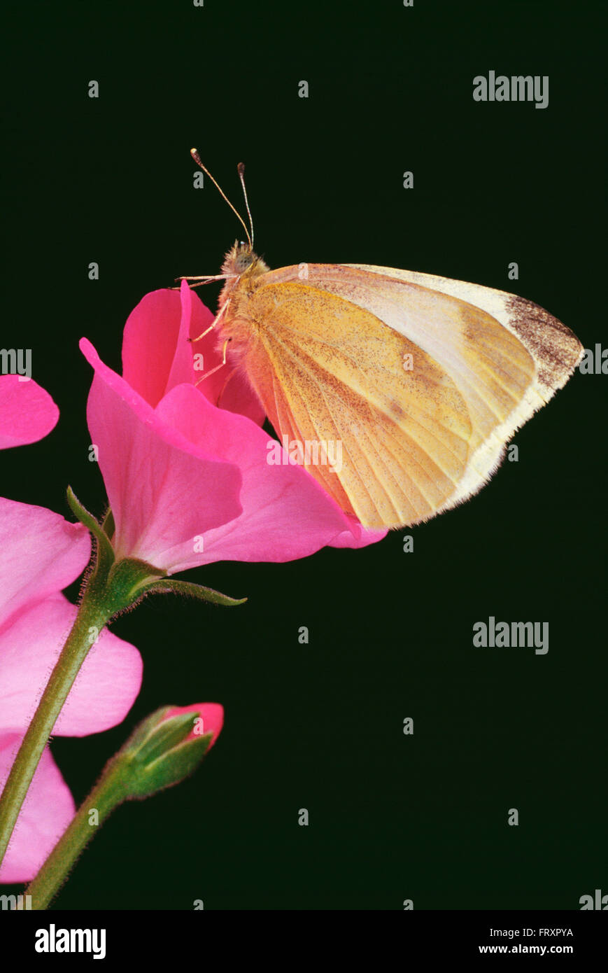 Cavolo farfalla posata su un fiore di geranio Foto Stock