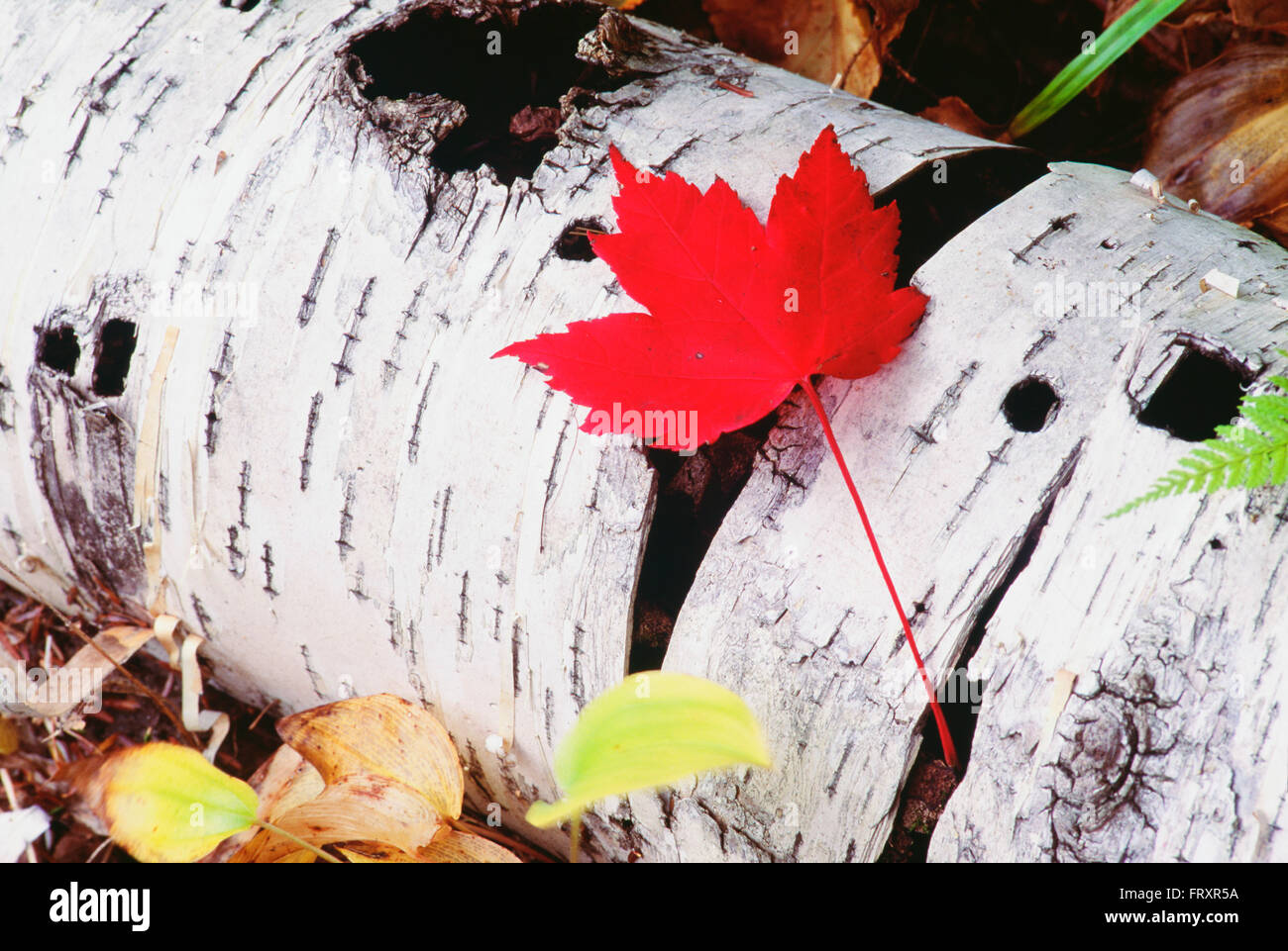 Close-up di un Rosso Maple Leaf su una betulla log, White Mountains, New Hampshire, U.S.A. Foto Stock
