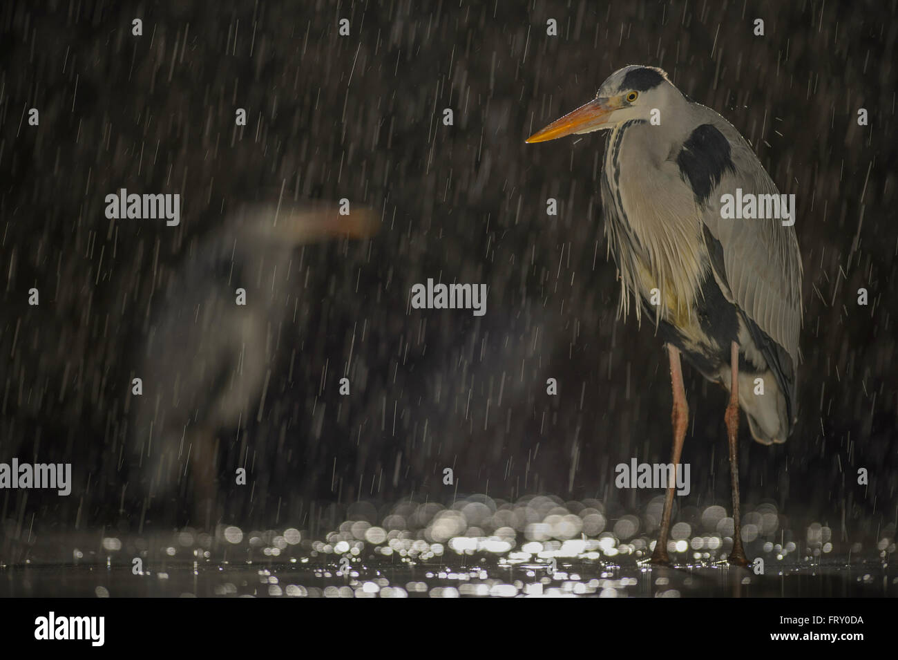 Airone cinerino (Ardea cinerea) in piedi in acqua, heavy rain, Kiskunsag Parco Nazionale, Ungheria Foto Stock